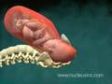 NUCLEUS Medical Animation: Birth of Baby (Vaginal Childbirth)